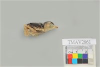 藏品(綠繡眼)的圖片